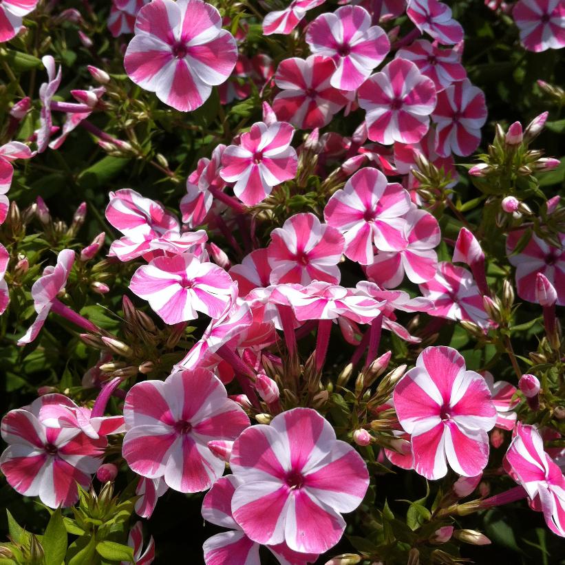 Peppermint Twist Garden Phlox