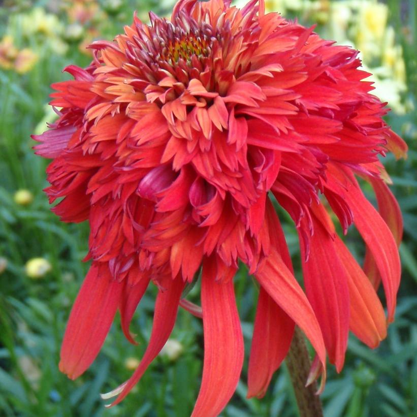 Hot Papaya Coneflower, Coneflower