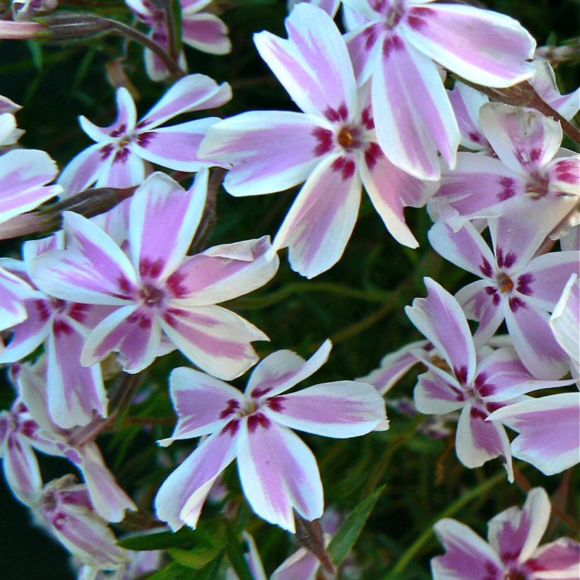 Candy Stripe Moss Phlox, Creeping Phlox, Alpine Phlox