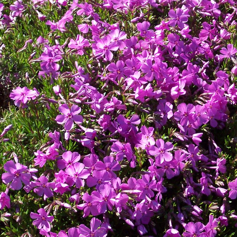Moss Phlox, Creeping Phlox