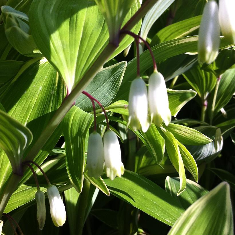 Variegated Solomon&
