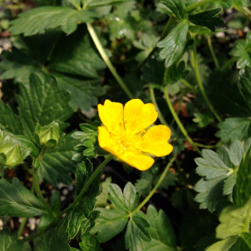 Alpine Cinquefoil