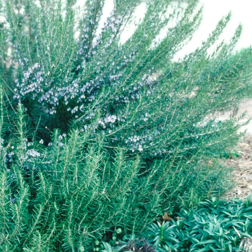 Rosemary - Rosmarinus officinalis