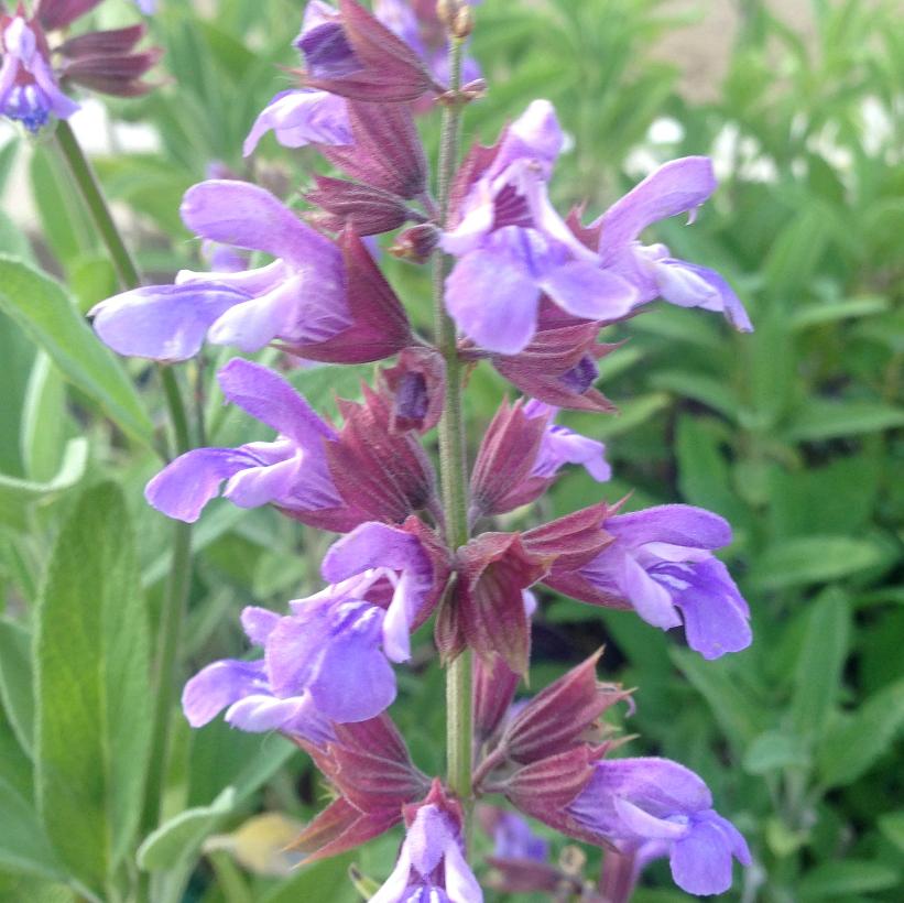 Common Sage, Culinary Sage, Garden Sage