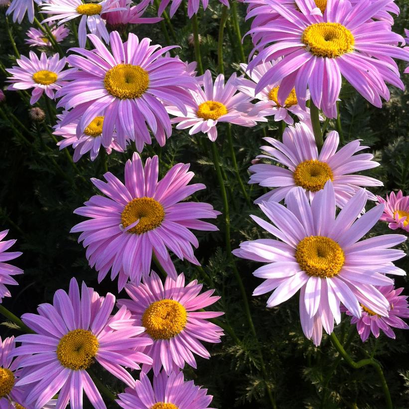 Painted Daisy - Tanacetum coccineum &