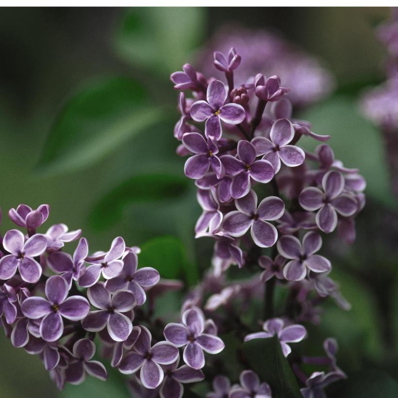Sensation Lilac