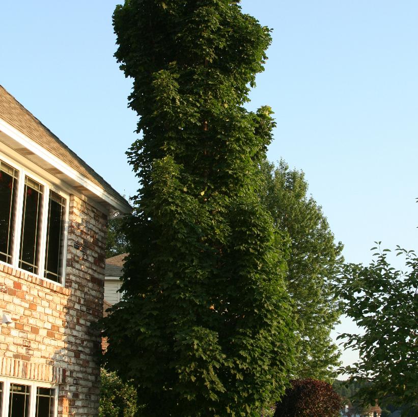 Columnar Maple