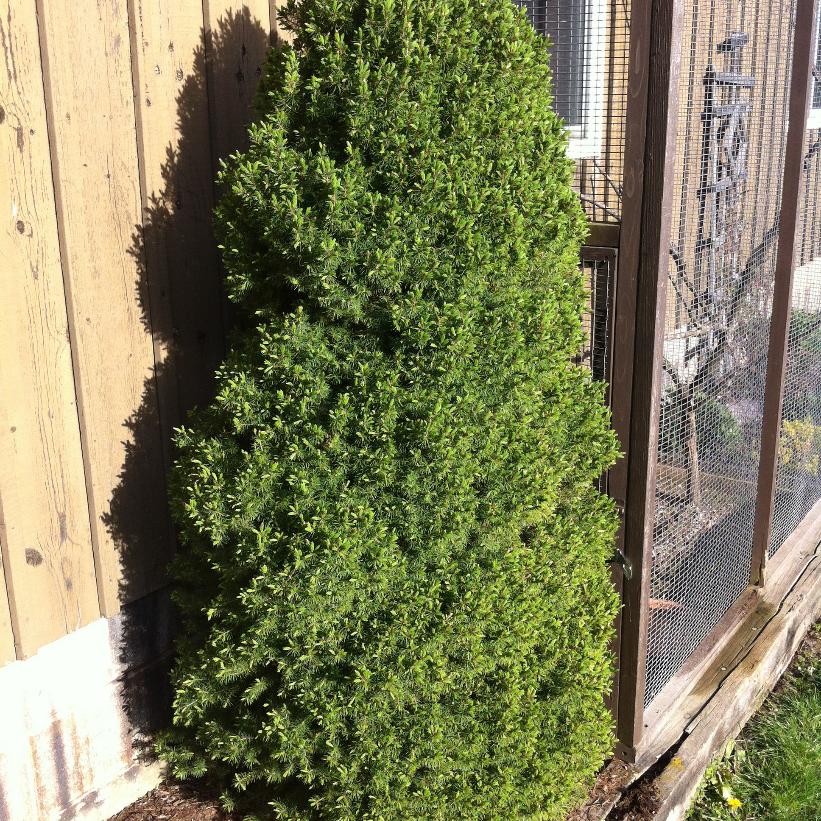 Dwarf Alberta Spruce, Dwarf Alberta White Spruce