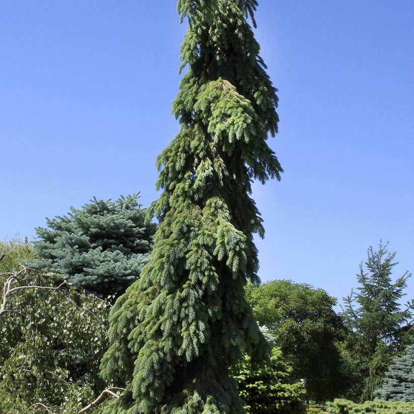 Weeping White Spruce