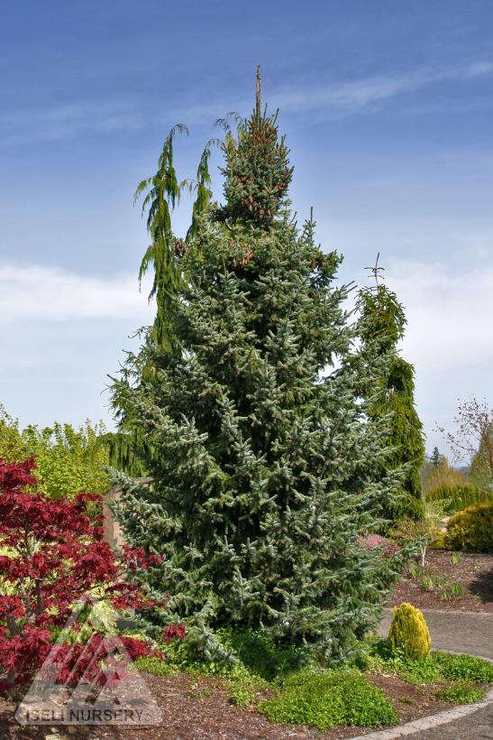 Bruns Serbian Spruce