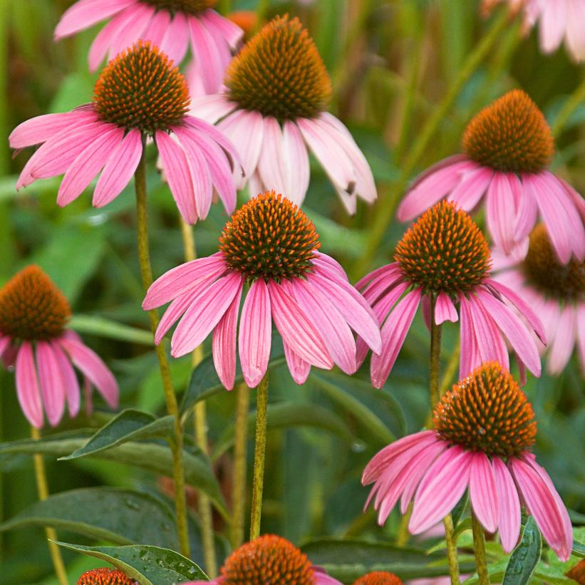 Purple Coneflower, Eastern Purple Coneflower