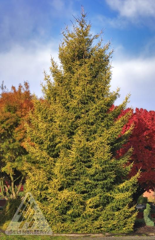 Skylands Caucasian Spruce, Skylands Oriental Spruce