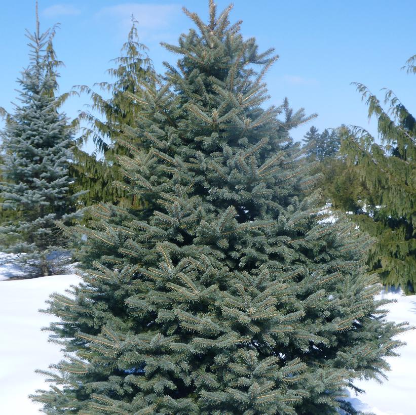 Colorado Spruce