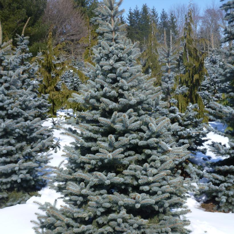Baby Blue Spruce, Baby Blue Colorado Spruce