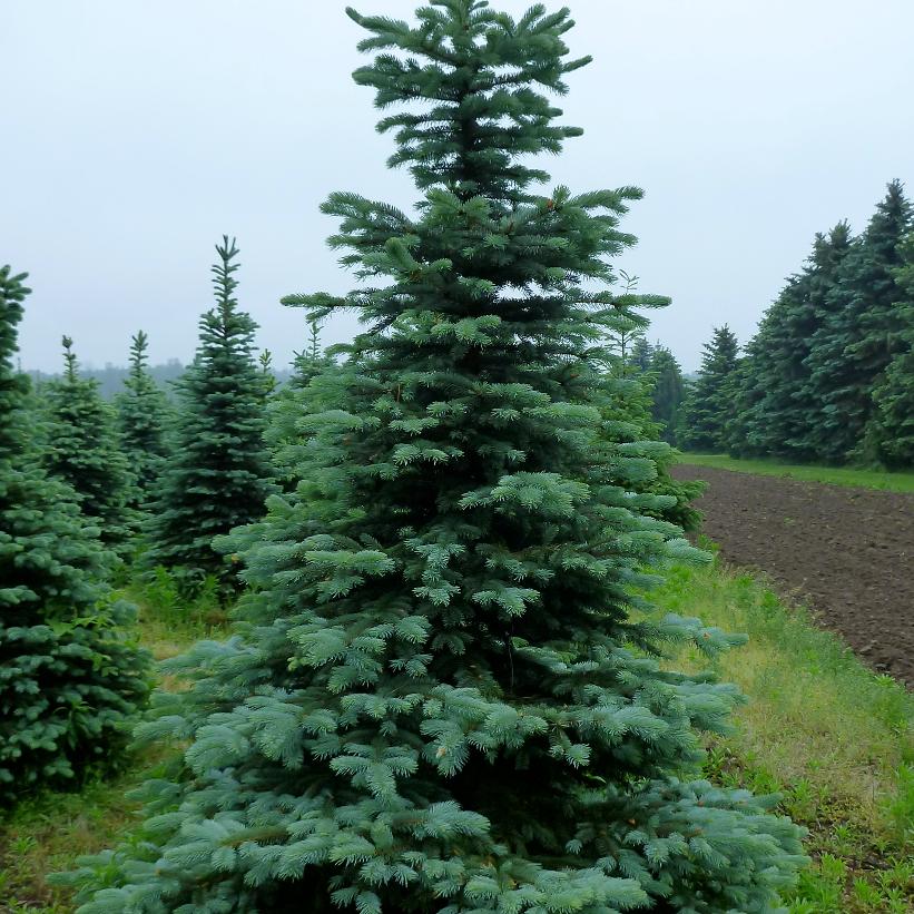 Blue Colorado Spruce