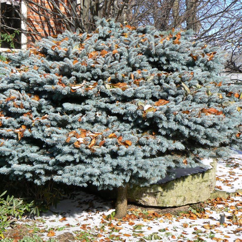 Globe Blue Spruce - Picea pungens &