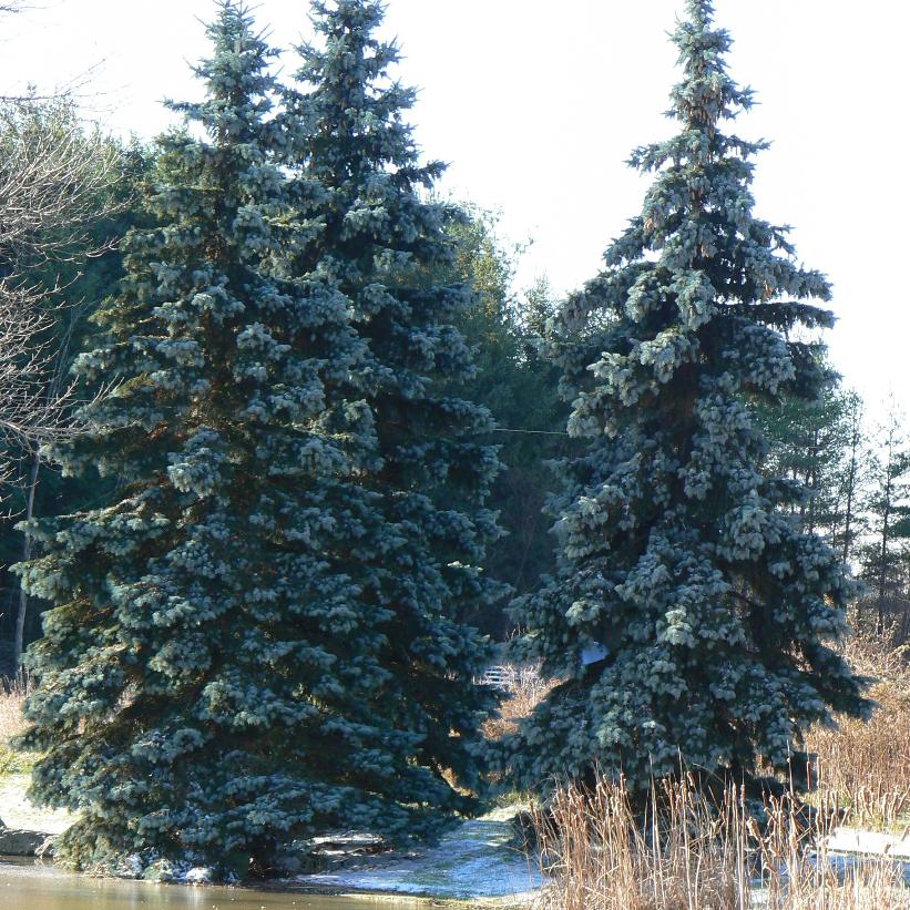 Hoopsii Blue Spruce, Hoopsii Colorado Blue Spruce