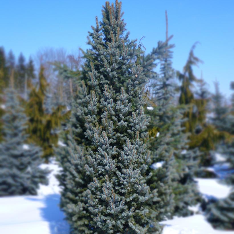 Iseli Columnar Blue Spruce