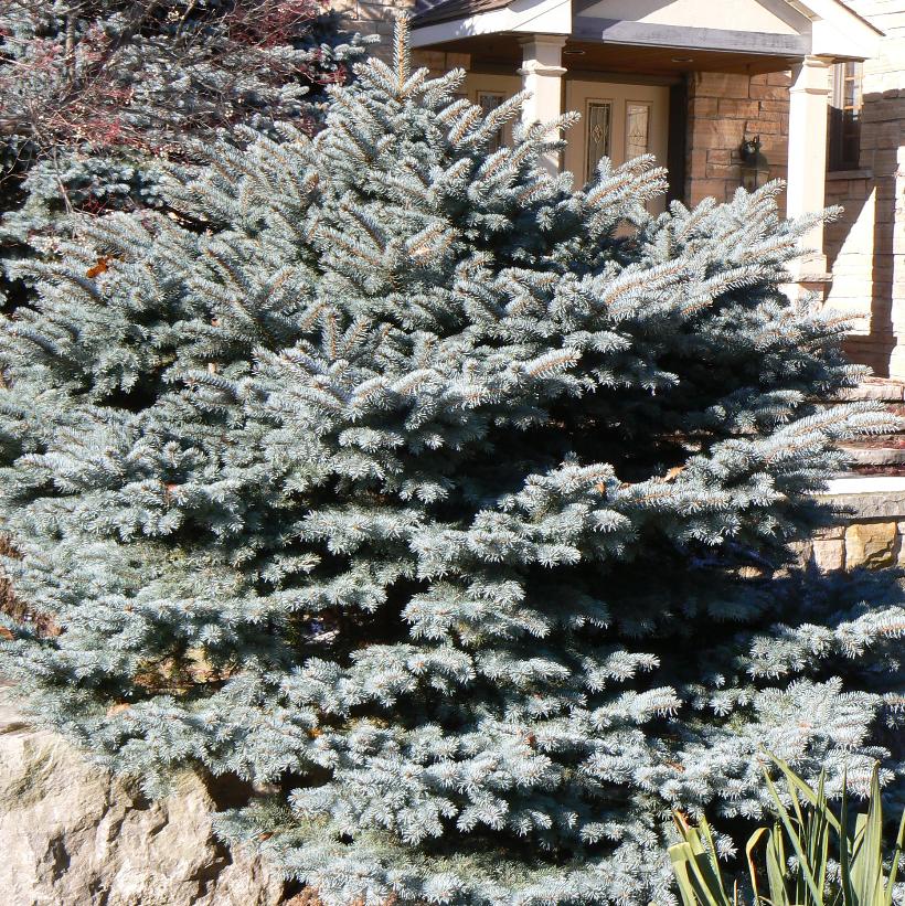 Montgomery Blue Spruce