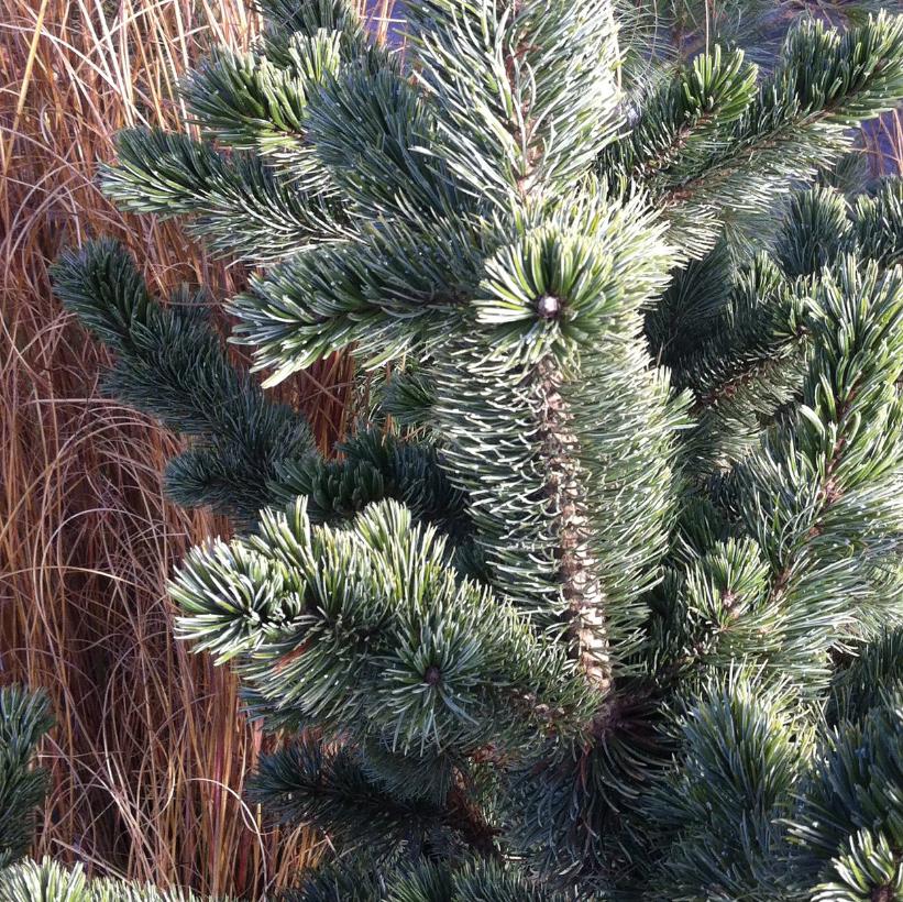 Bristlecone Pine