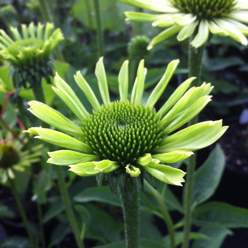 Green Jewel Coneflower, Coneflower