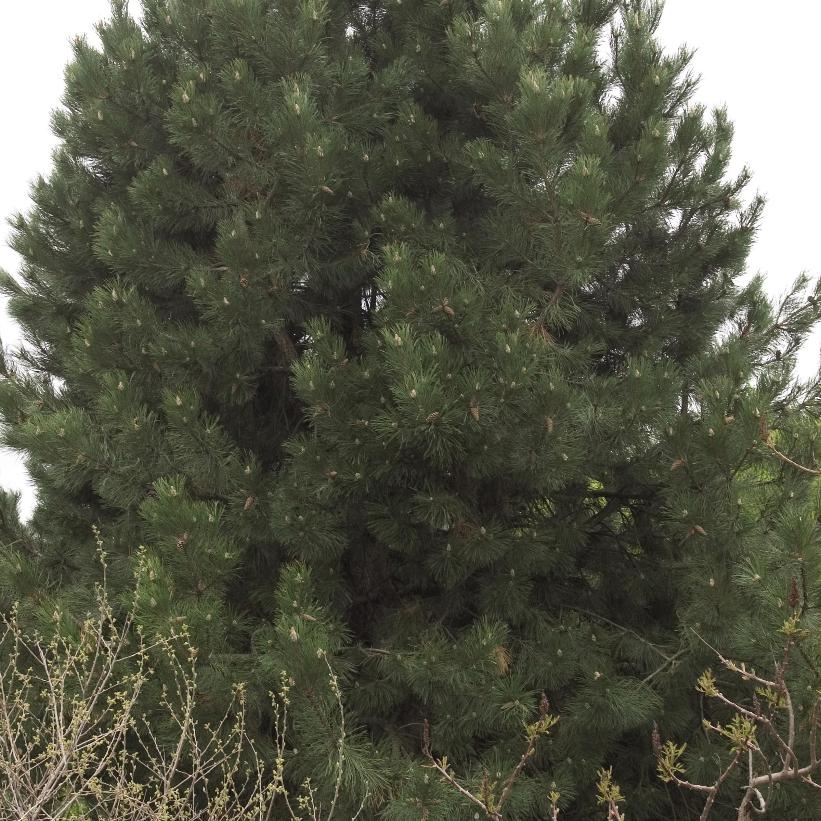 Austrian Pine, European Black Pine
