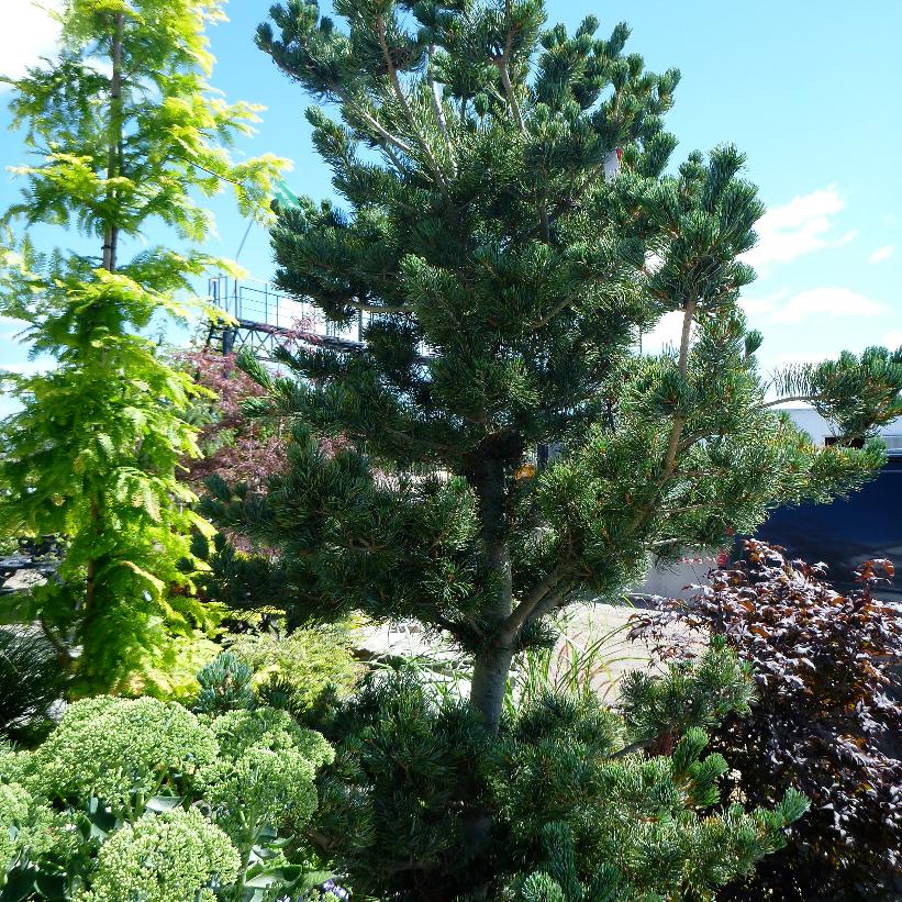 Glauca Japanese White Pine