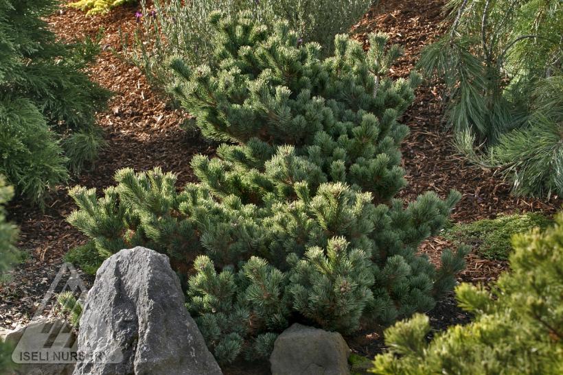 Kinpo Japanese White Pine
