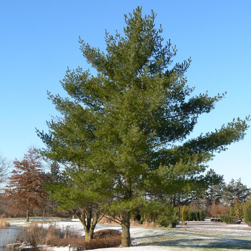 Eastern White Pine