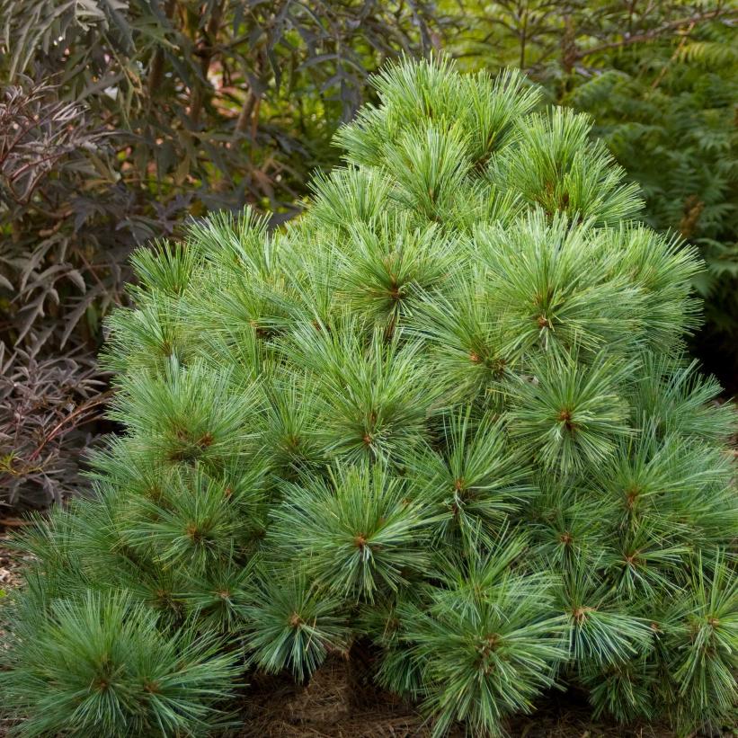 Blue Shag White Pine