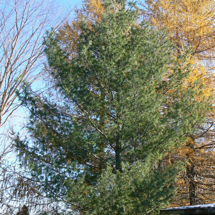Contorted White Pine