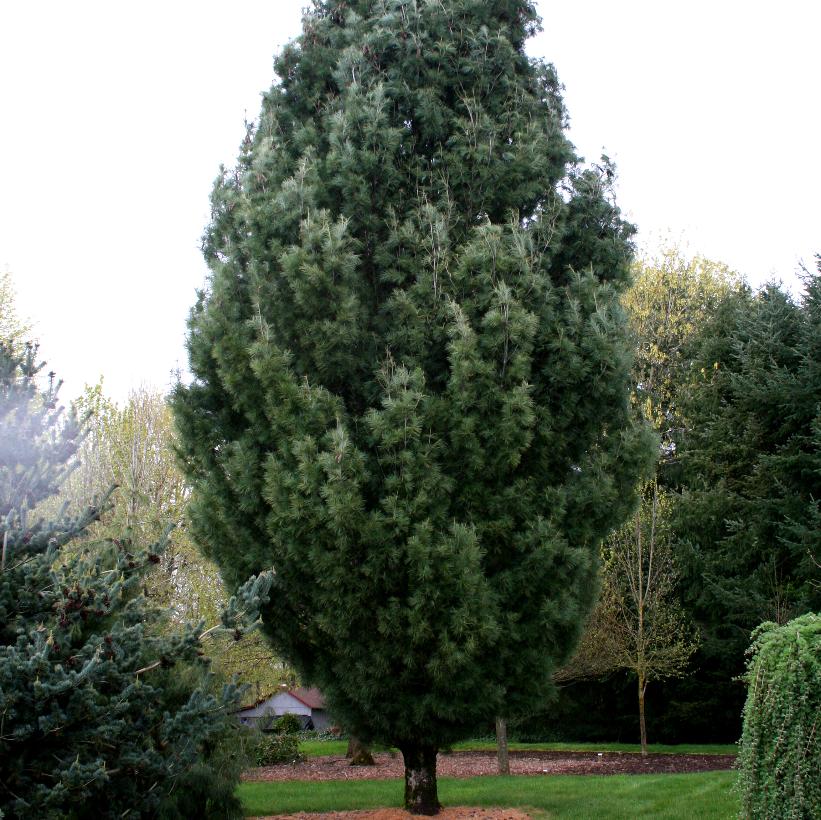Columnar White Pine, Pyramidal Eastern White Pine