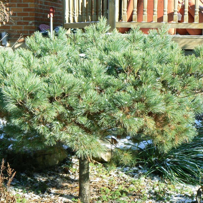 Dwarf Eastern White Pine