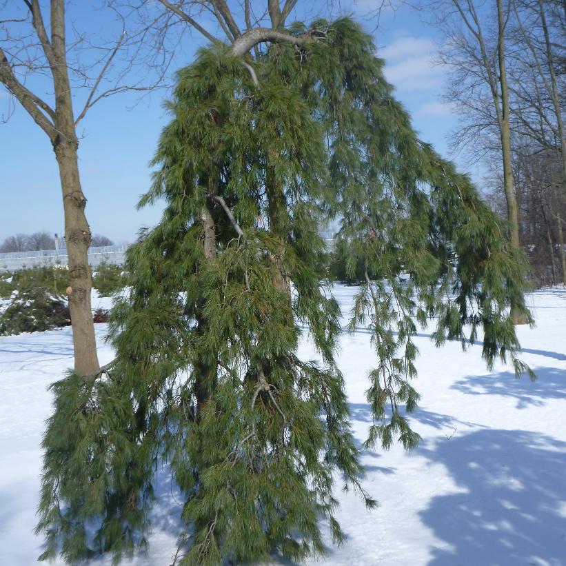 Weeping Eastern White Pine