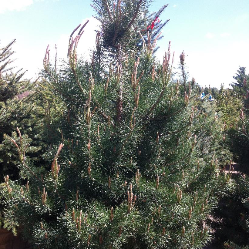 Scots Pine