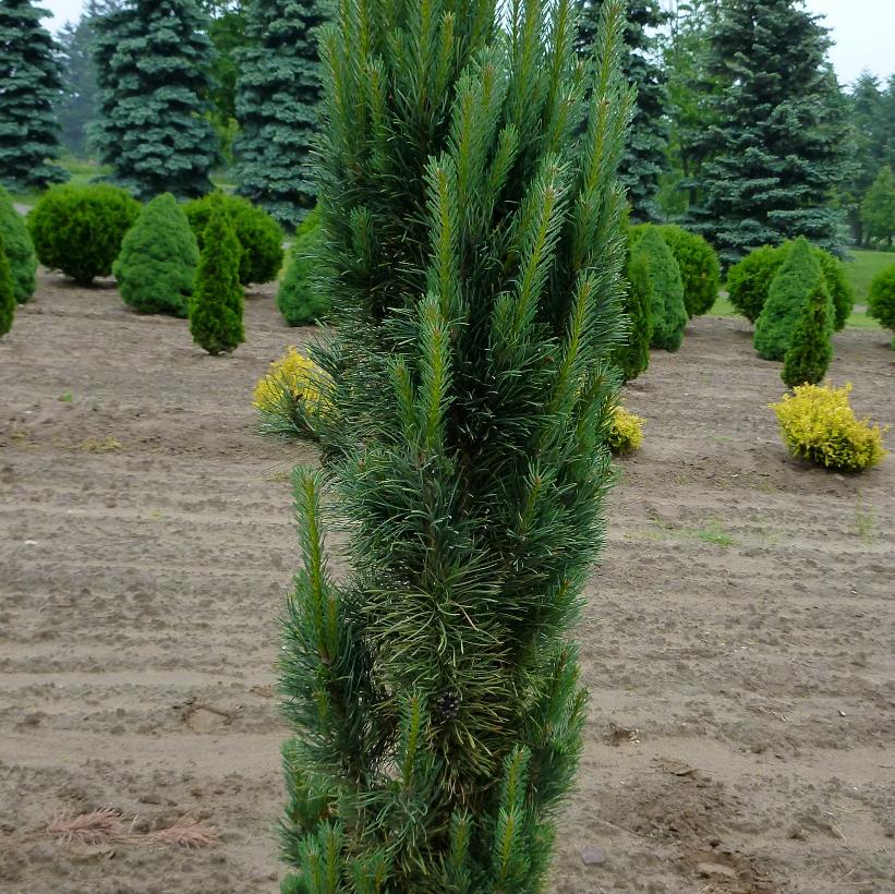 Scots Sentinel Pine, Columnar Scots Pine