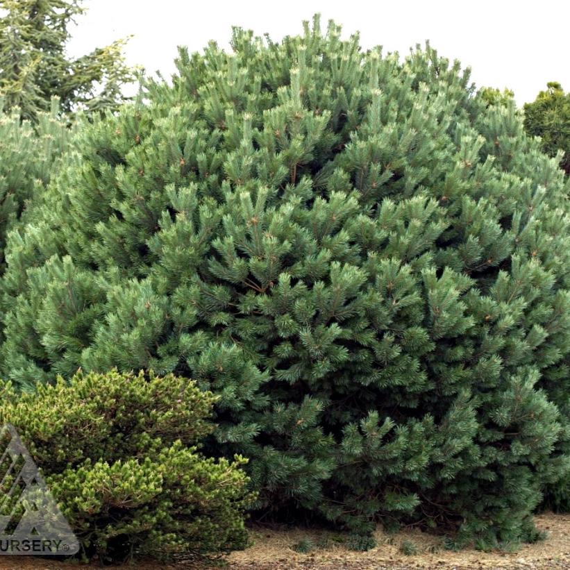 Dwarf Blue Scots Pine