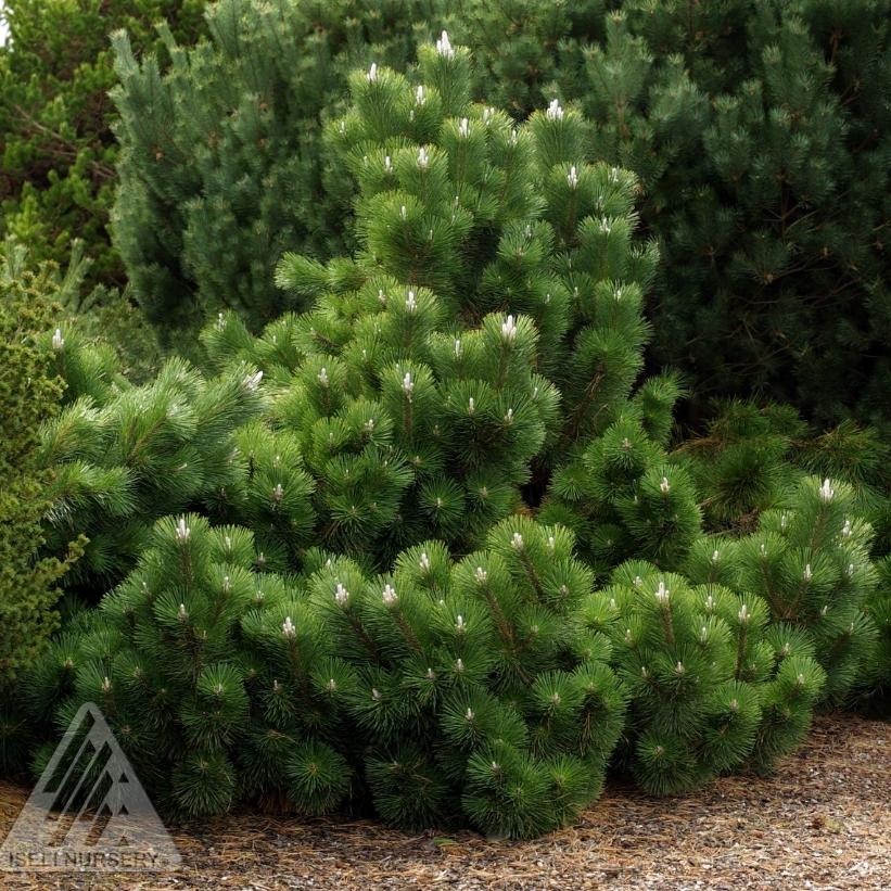 Thunderhead Black Pine