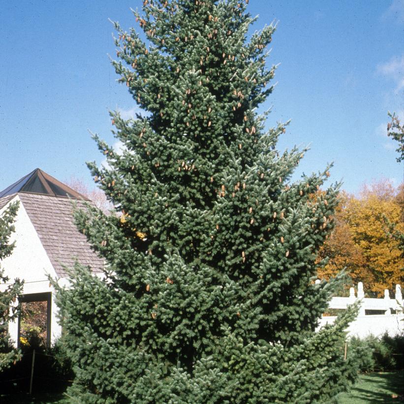 Rocky Mountain Douglas-Fir