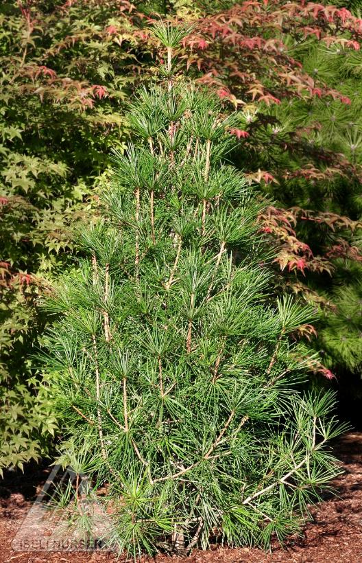 Wintergreen Japanese Umbrella Pine