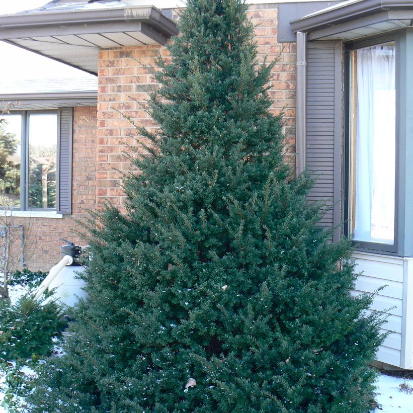 Clipped Pyramidal Japanese Yew