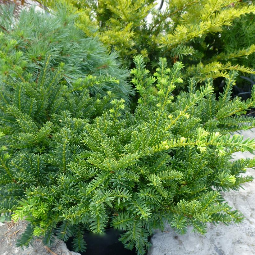 Emerald Spreader® Yew