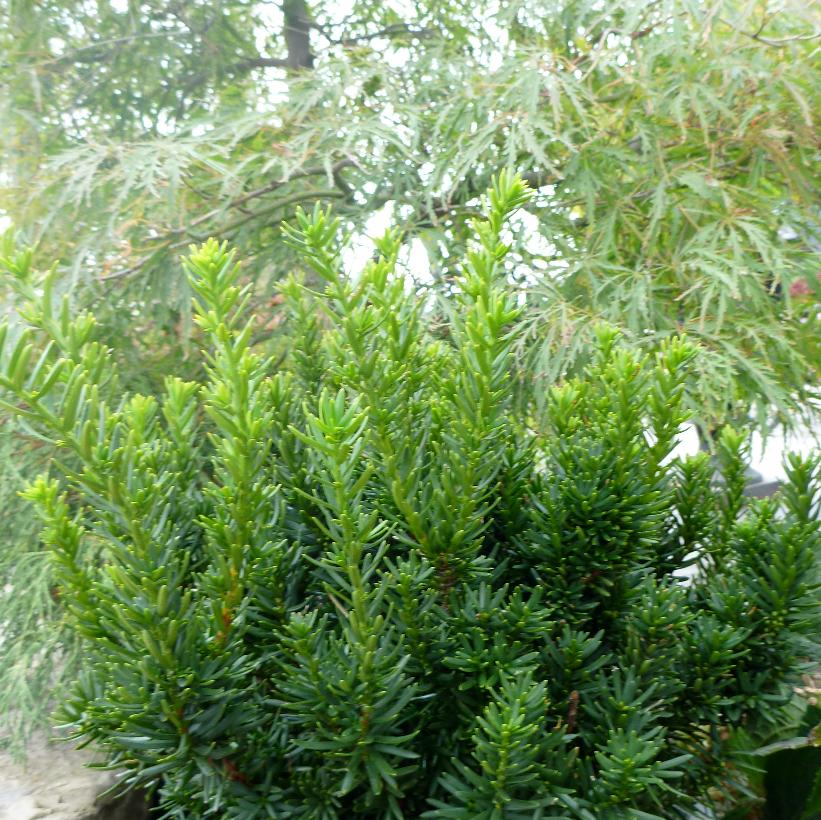 Dwarf Japanese Yew