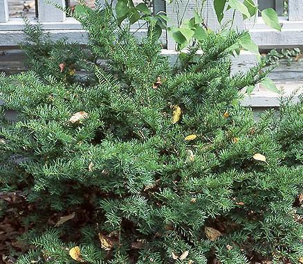 Spreading Japanese Yew
