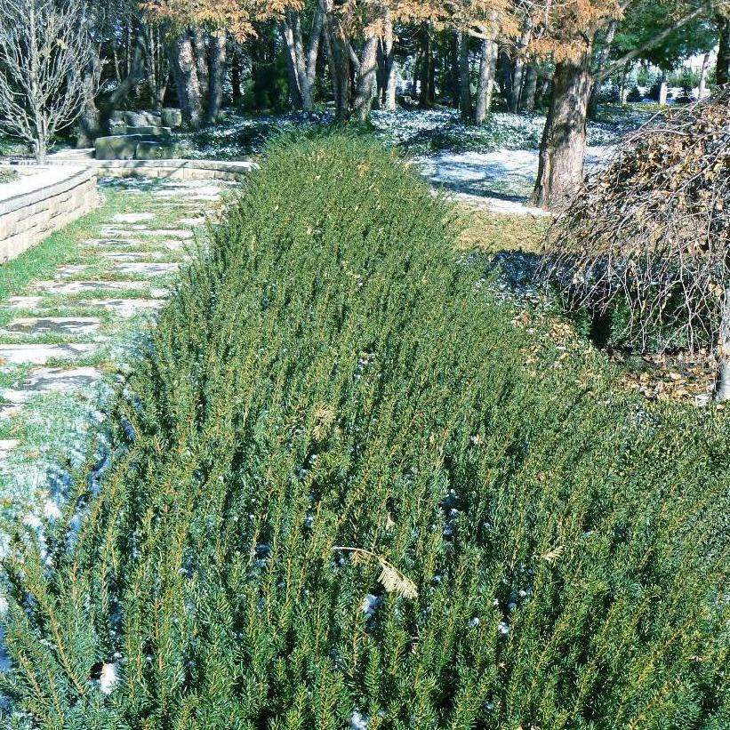 Fairview Yew