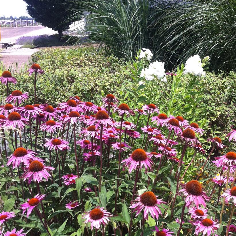 Merlot Coneflower, Coneflower - Echinacea purpurea &