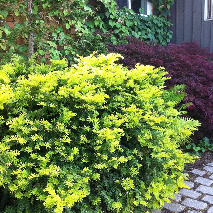 Sunburst Yew