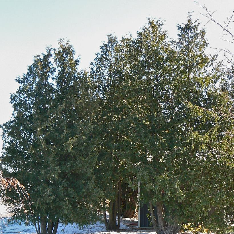 Eastern White Cedar, Eastern/American Arborvitae