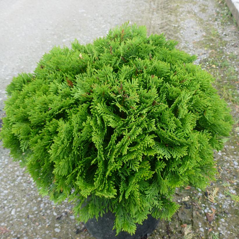 Danica Cedar, Danica Dwarf Globe Arborvitae