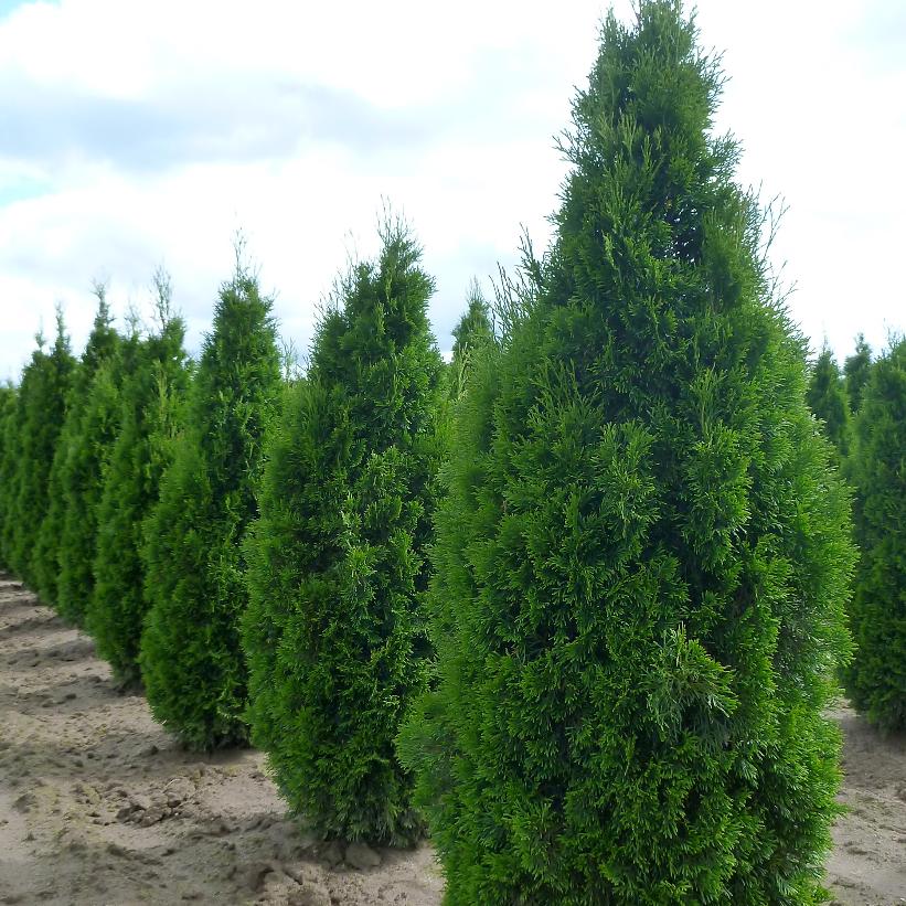 Emerald Cedar, Emerald Green Arborvitae